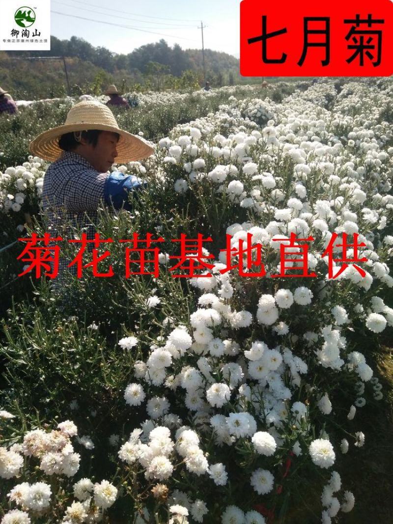 2023年菊花苗菊花秧老根苗