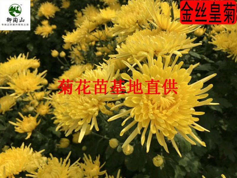 2023年菊花苗菊花秧老根苗