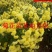 2023年菊花苗菊花秧老根苗