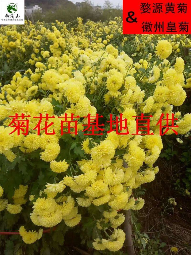 2023年菊花苗菊花秧老根苗