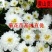 2023年菊花苗菊花秧老根苗
