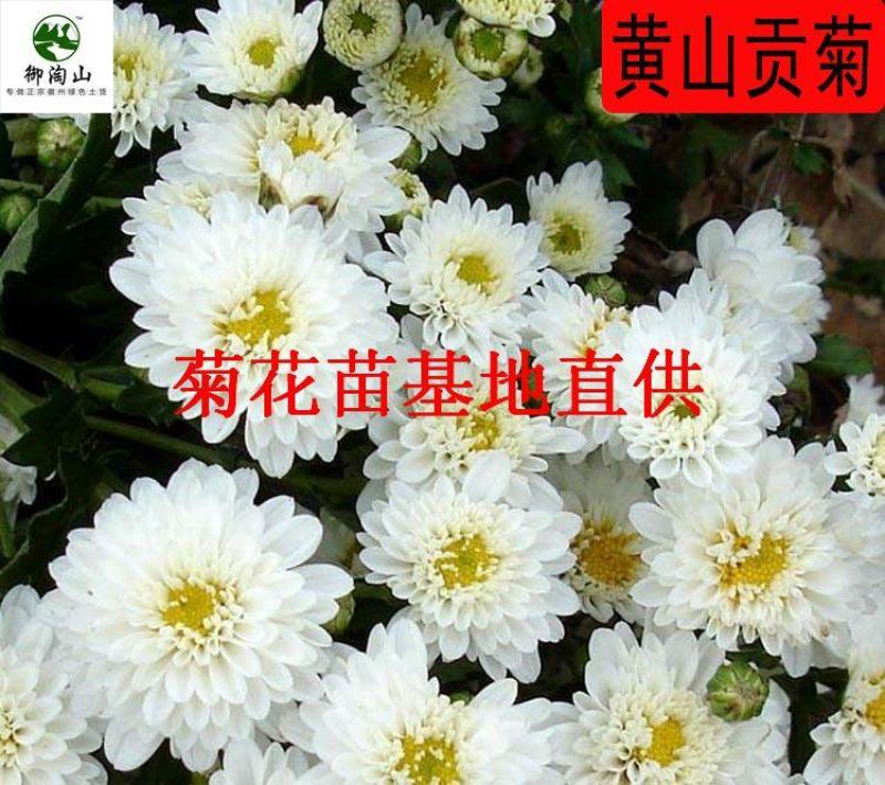 2023年菊花苗菊花秧老根苗