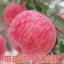山东优质红富士苹果种植基地，早熟苹果冷库红富士常年供应