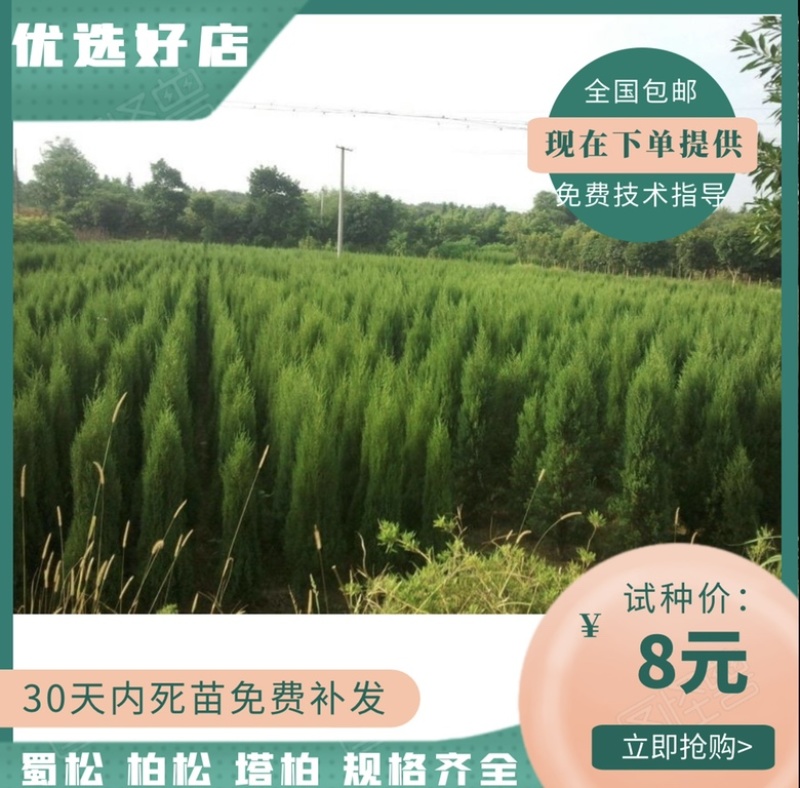 【精选】蜀桧高度50-80公分圆柏1-3米塔柏现货