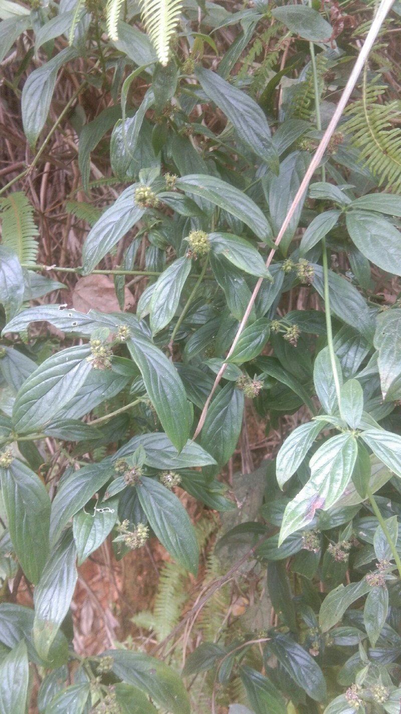 野生牛白藤，鲜货全草