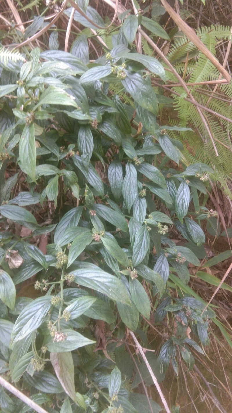 野生牛白藤，鲜货全草