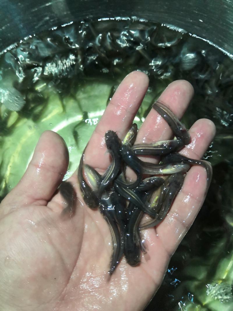 大口鲶鱼苗，产地直批，百万现货，支持全国发货