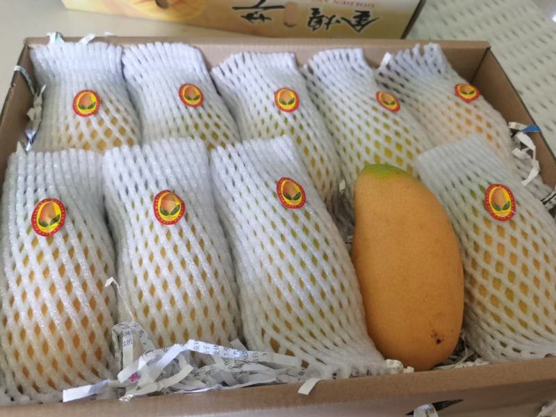 海南三亚金煌芒特大果特产热带10斤芒果顺丰包邮一件代发