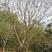出售铁冬青，龙胆树，白银树4至25公分红果园林观赏树，