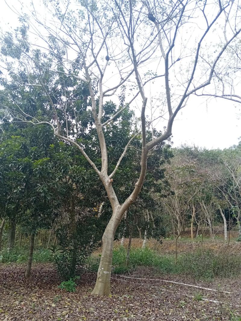 出售铁冬青，龙胆树，白银树4至25公分红果园林观赏树，
