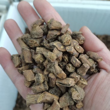 蒲公英根茶长白山野生蒲公英根茶婆婆丁根茶炒熟公英根茶特级