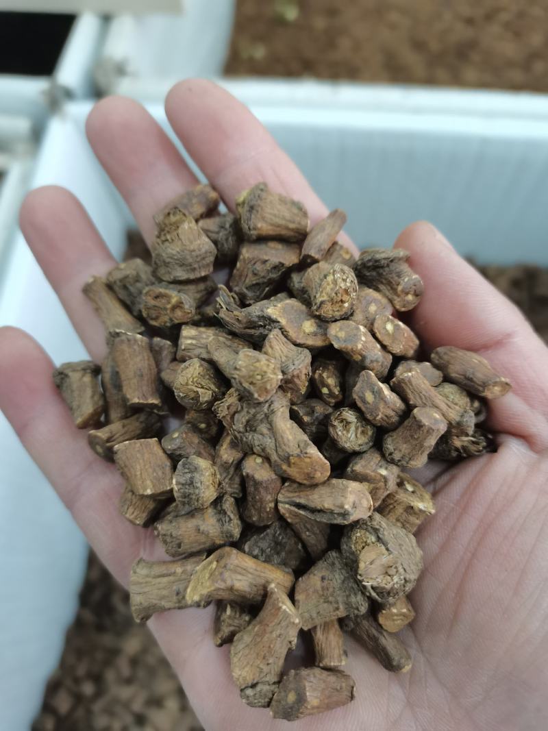 蒲公英根茶长白山野生蒲公英根茶婆婆丁根茶炒熟公英根茶特级