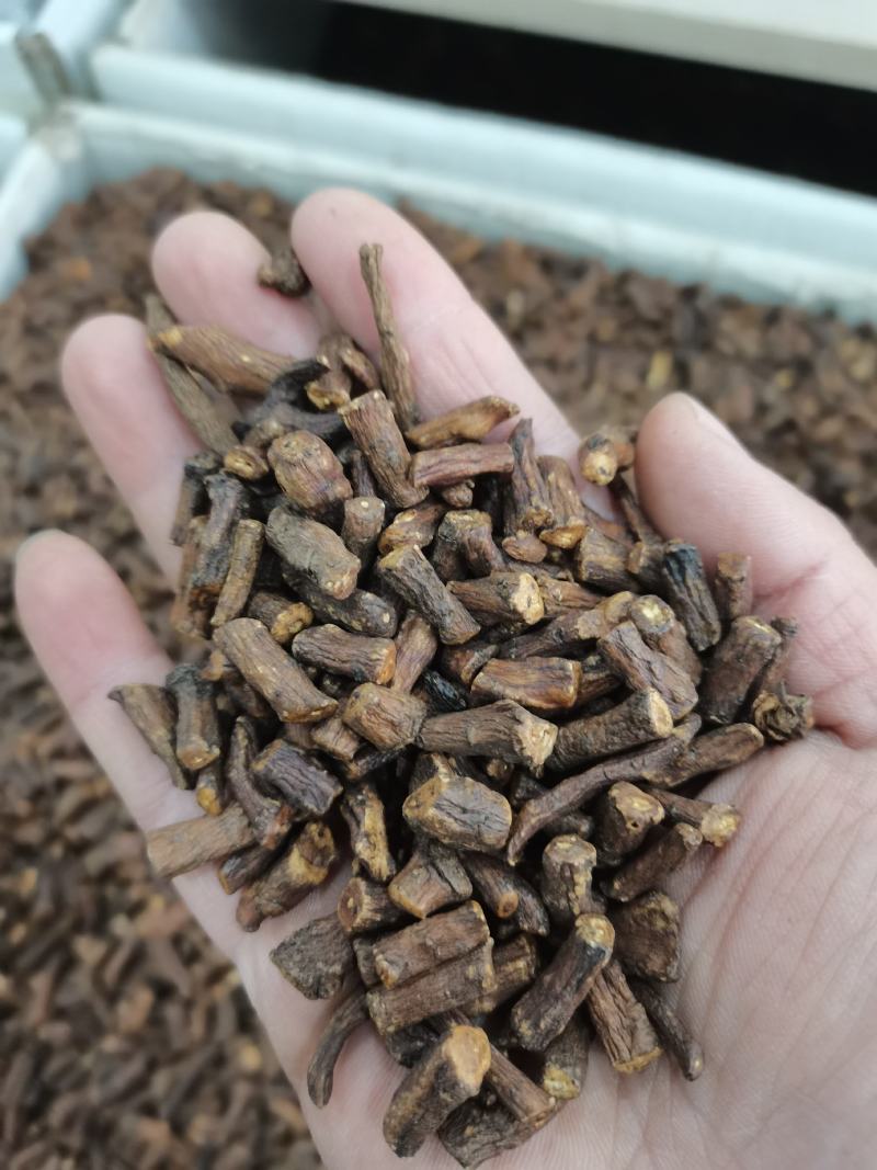蒲公英根茶长白山野生蒲公英根茶婆婆丁根茶炒熟公英根茶特级