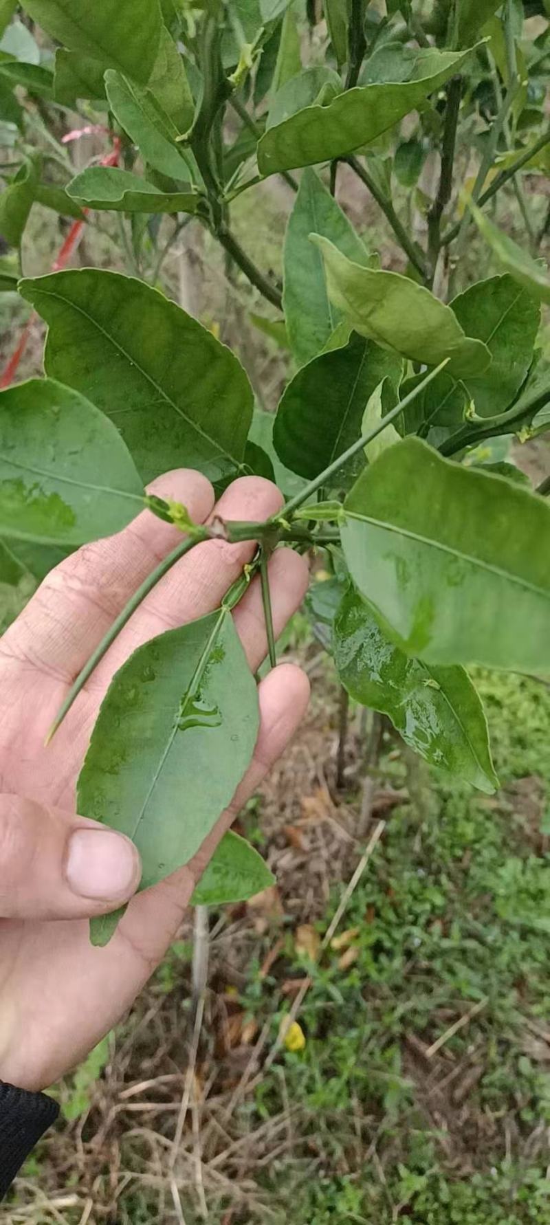 明日见柑橘苗，又名啊斯密，苗场直供，品种纯正！假一赔十！