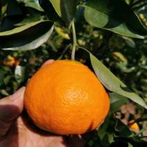 明日见柑橘苗，又名啊斯密，苗场直供，品种纯正！假一赔十！