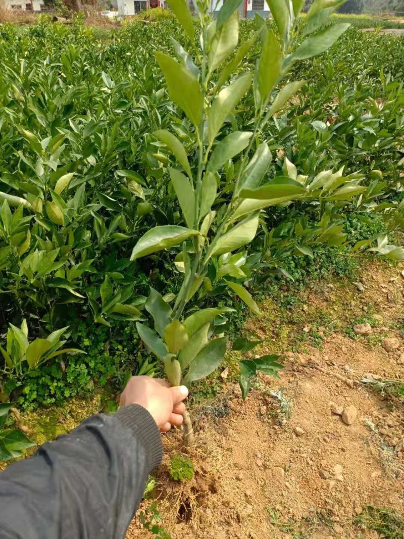 长叶香橙苗，可以留树保鲜八个月，全国包邮假一赔十