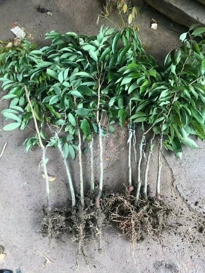 荔枝苗嫁接苗！规格大小都有！，无核荔枝，妃子笑，桂味
