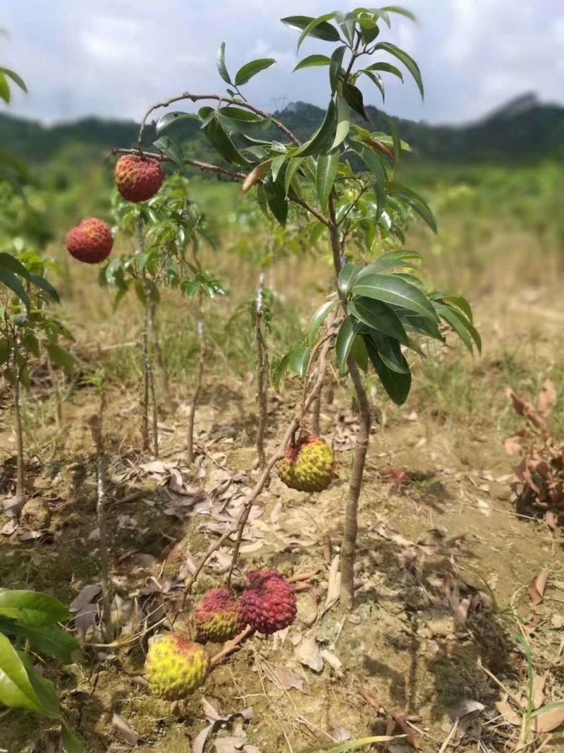 荔枝苗嫁接苗！规格大小都有！，无核荔枝，妃子笑，桂味