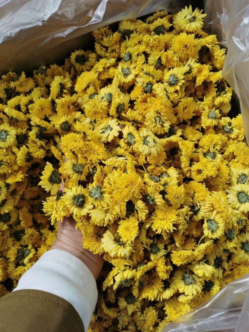 金丝皇菊味道好、香味浓、色泽金黄、香甜可口。