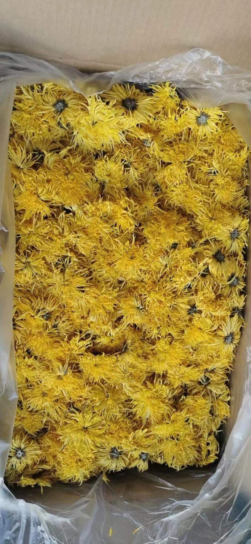 金丝皇菊味道好、香味浓、色泽金黄、香甜可口。