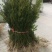 基地发货曼地亚红豆杉挂果移植过的粗杆苗无中介包邮现货现挖
