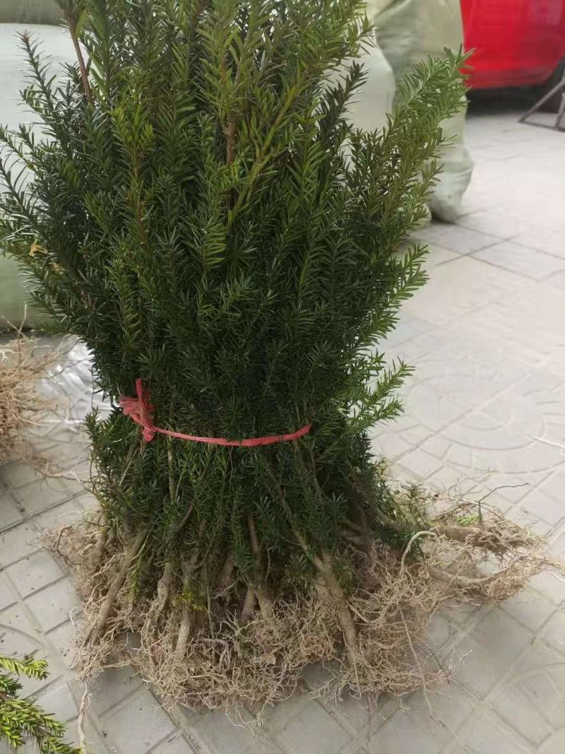 基地发货曼地亚红豆杉挂果移植过的粗杆苗无中介包邮现货现挖