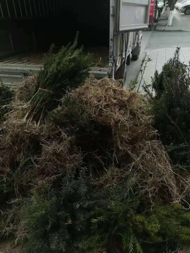 基地发货曼地亚红豆杉挂果移植过的粗杆苗无中介包邮现货现挖