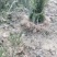 基地发货曼地亚红豆杉挂果移植过的粗杆苗无中介包邮现货现挖