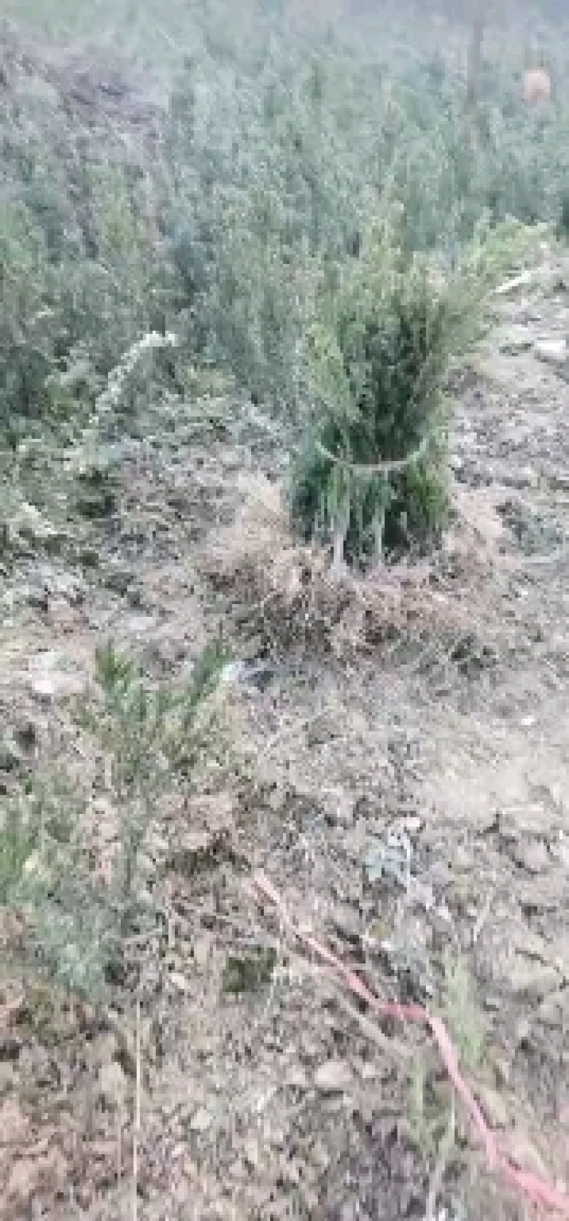 基地发货曼地亚红豆杉挂果移植过的粗杆苗无中介包邮现货现挖