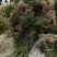 基地发货曼地亚红豆杉挂果移植过的粗杆苗无中介包邮现货现挖