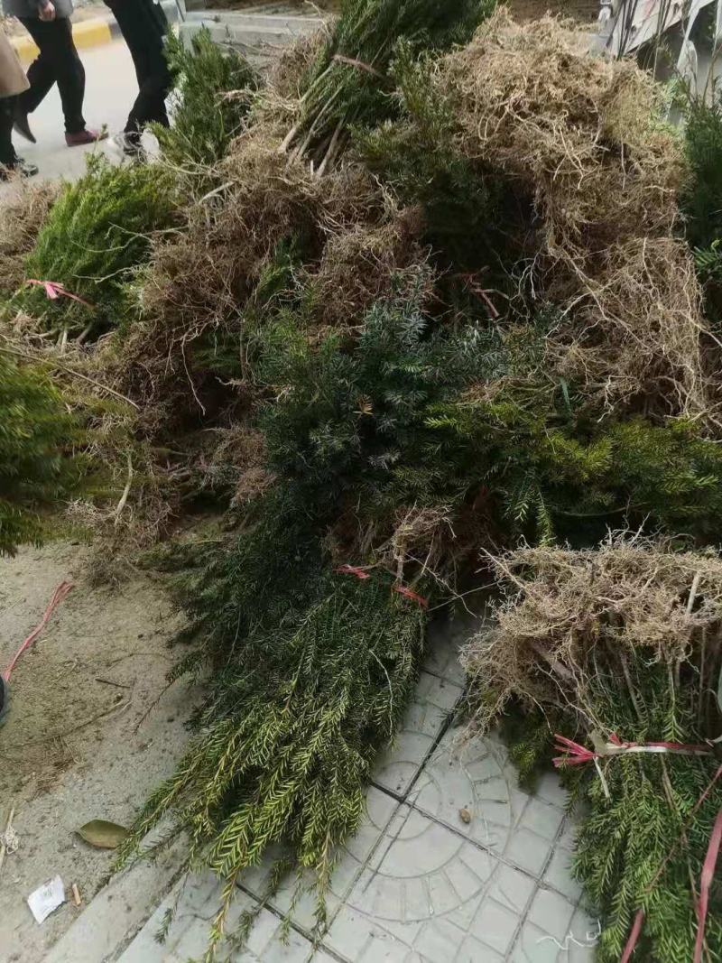 基地发货曼地亚红豆杉挂果移植过的粗杆苗无中介包邮现货现挖