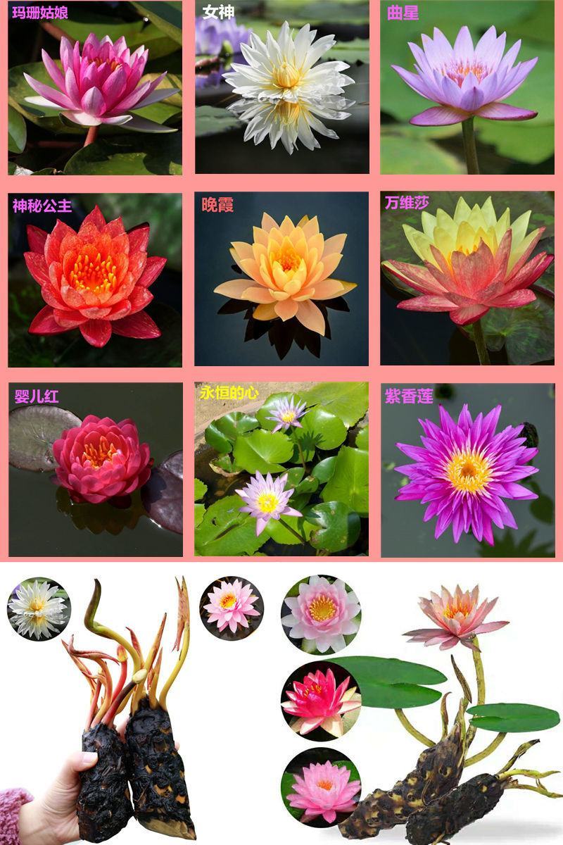 精品睡莲苗大睡莲根块池塘盆栽睡莲水生植物基地直销