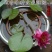 精品睡莲苗大睡莲根块池塘盆栽睡莲水生植物基地直销