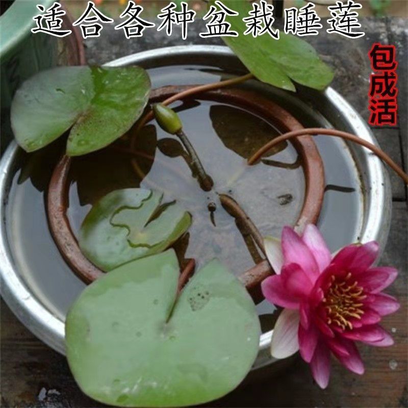 精品睡莲苗大睡莲根块池塘盆栽睡莲水生植物基地直销