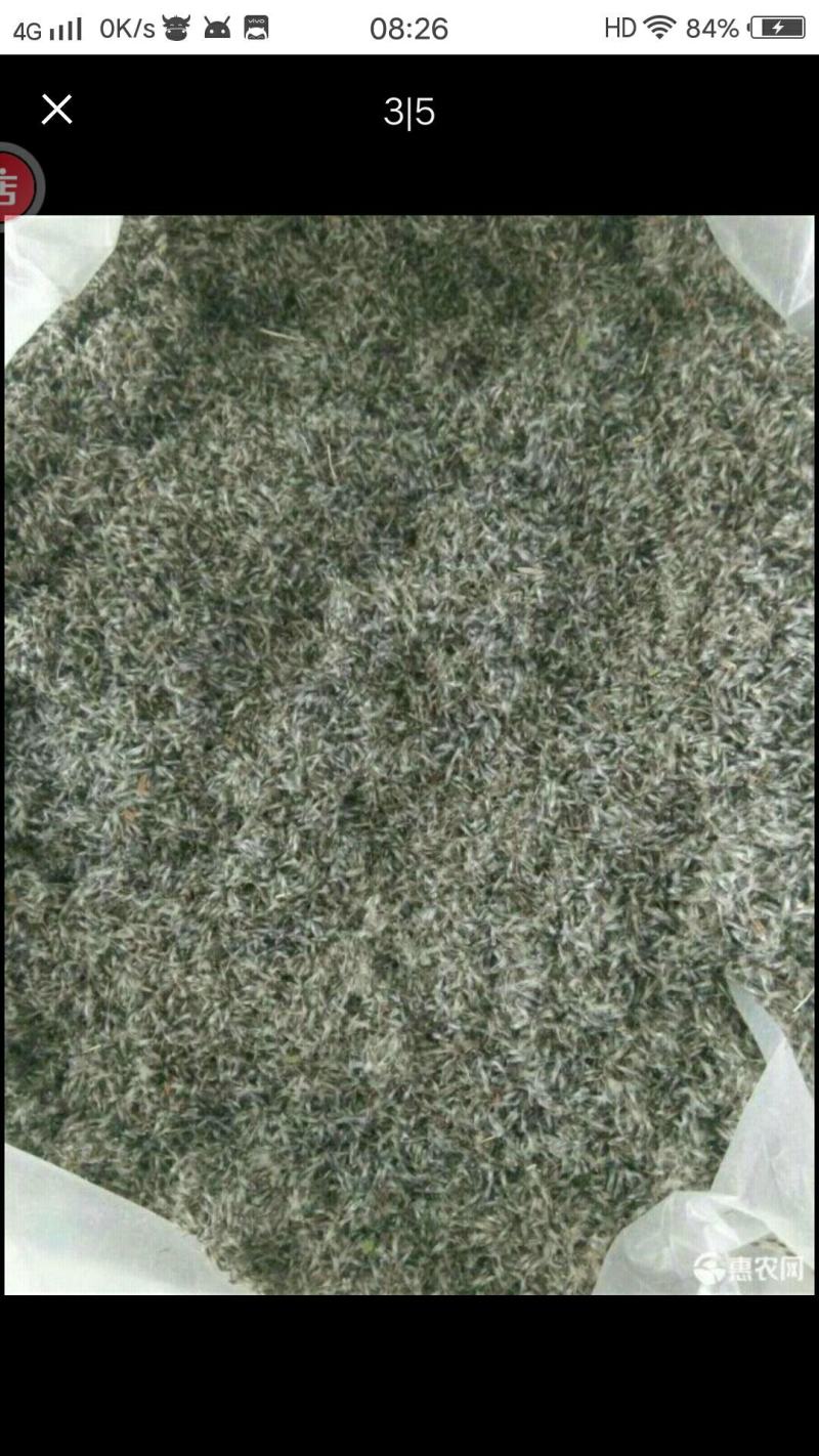 白头翁种子，品种纯正，产量高。适合任何地方种植，提供技术