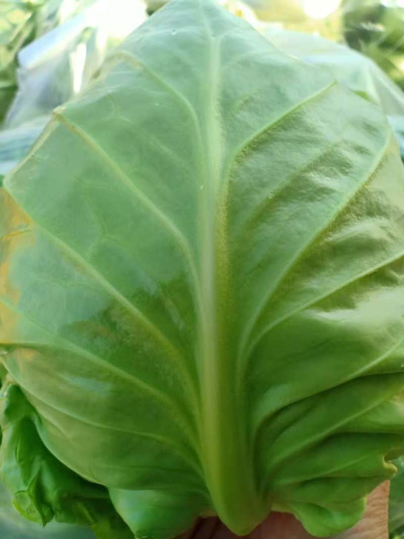 包菜，牛心甘蓝，一手货源，产地直供，全国代收代发。