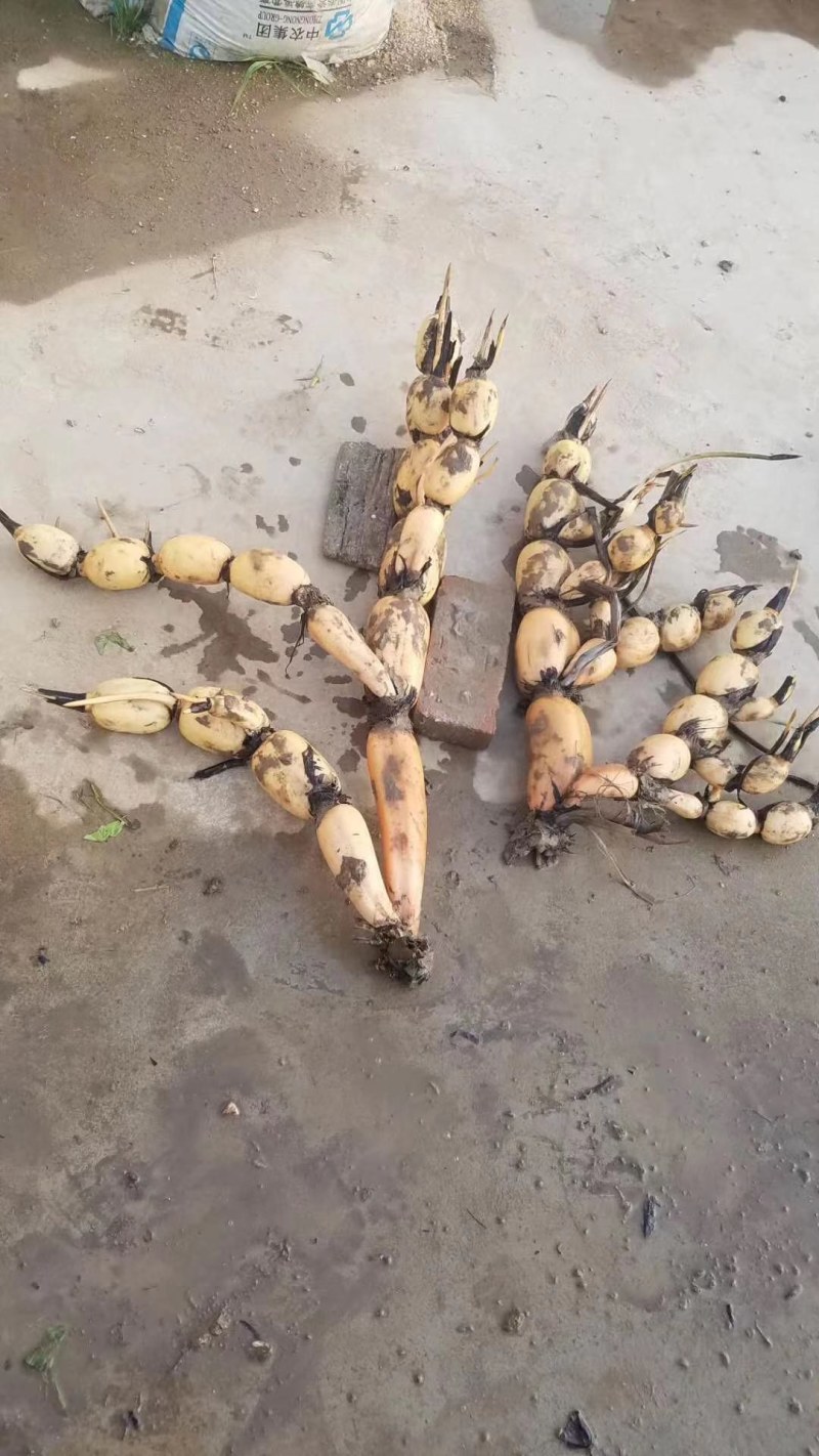 黄河白莲藕种开始了，欢迎老板们提前订货，货少