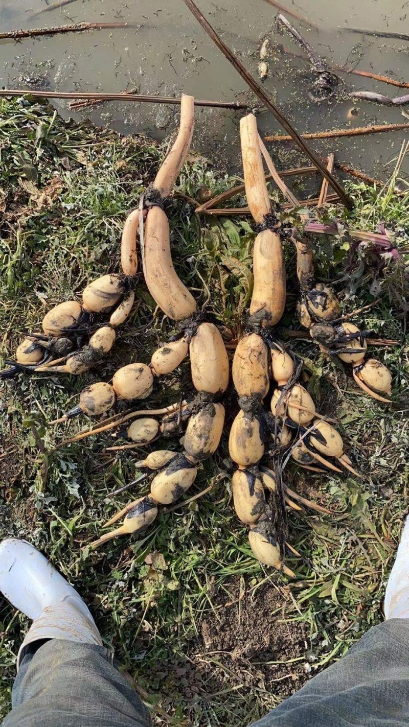 黄河白莲藕种开始了，欢迎老板们提前订货，货少