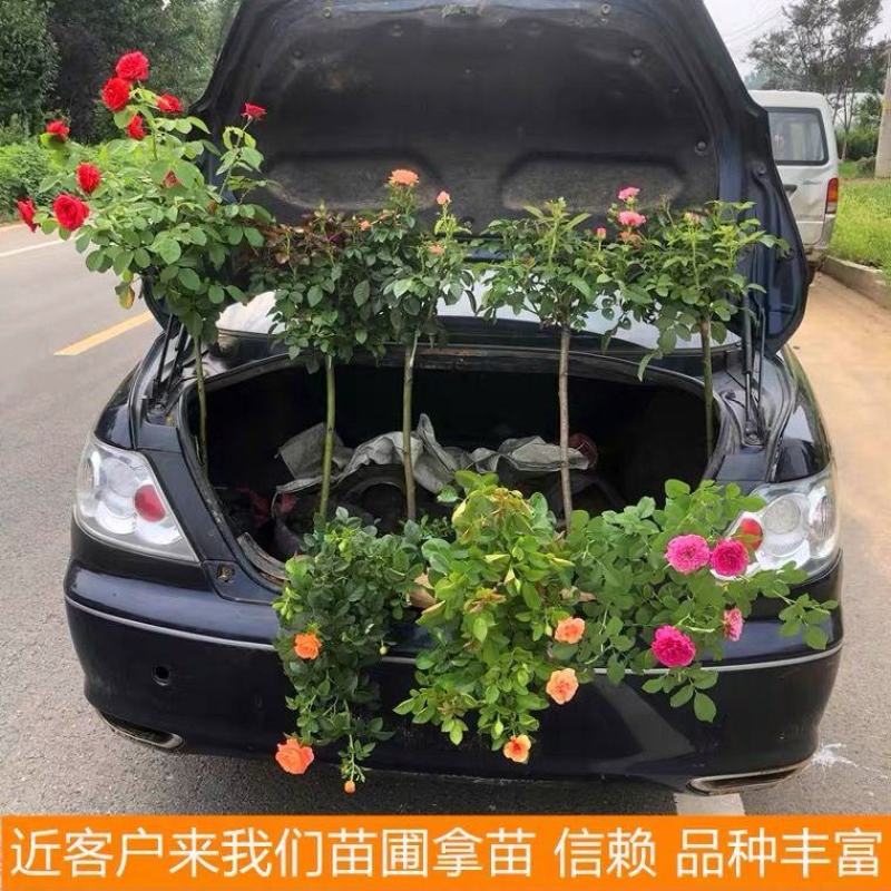 出售1.5厘米粗，各种树桩月季橙柯斯特，树状棒棒糖月季
