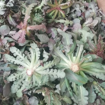 秋季鲜苦菜苦碟子，产地一手货源批发，现挖野生特菜带根去干