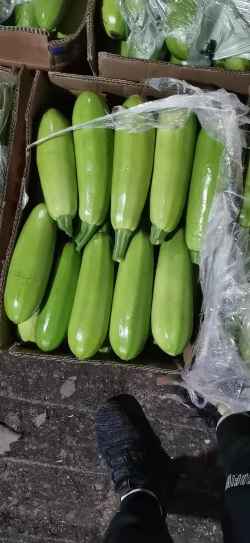 精品西葫芦产地直发，量大，上市了质量好，欢迎电询