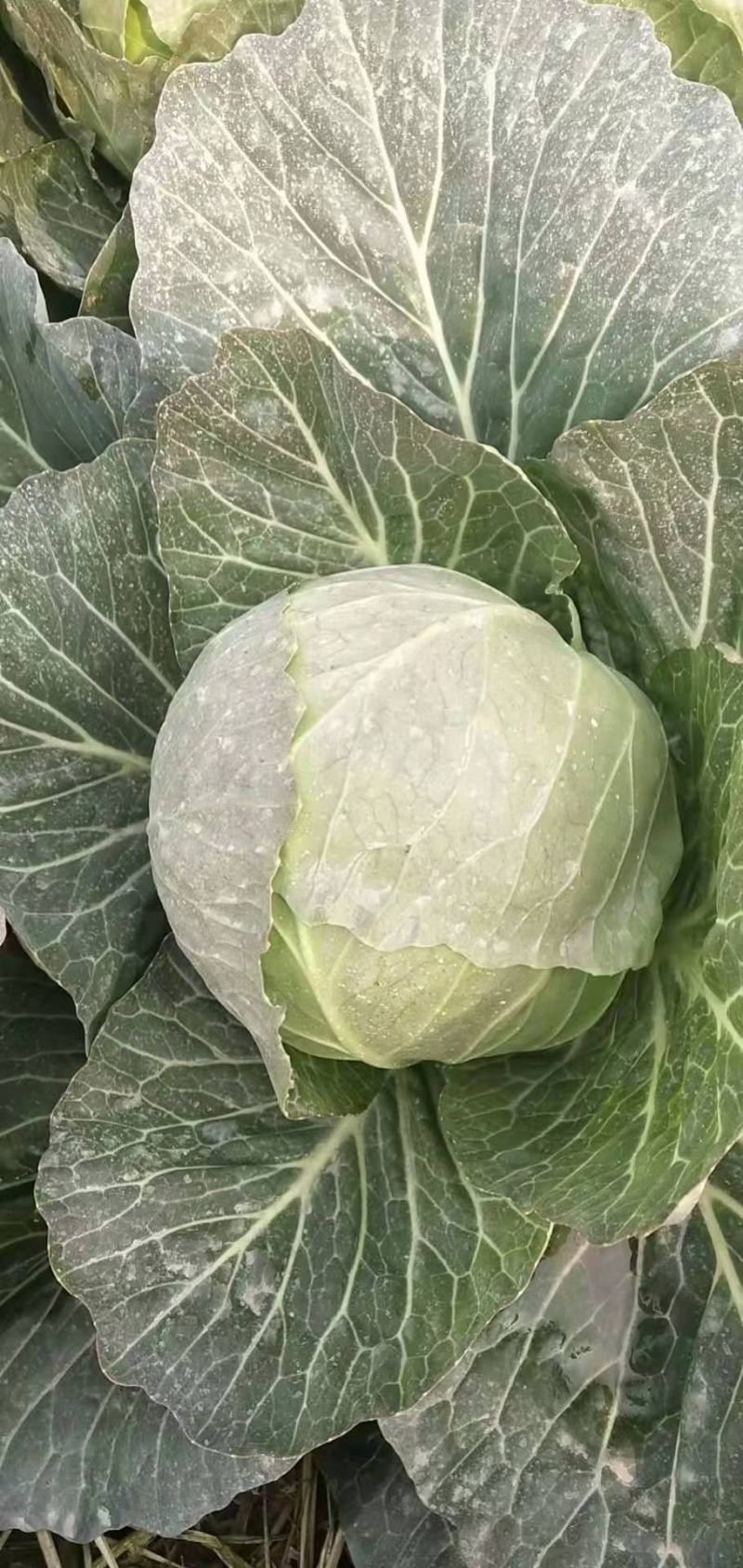 河北精品甘蓝整车发货，圆包菜，上市中全国发货欢迎联系