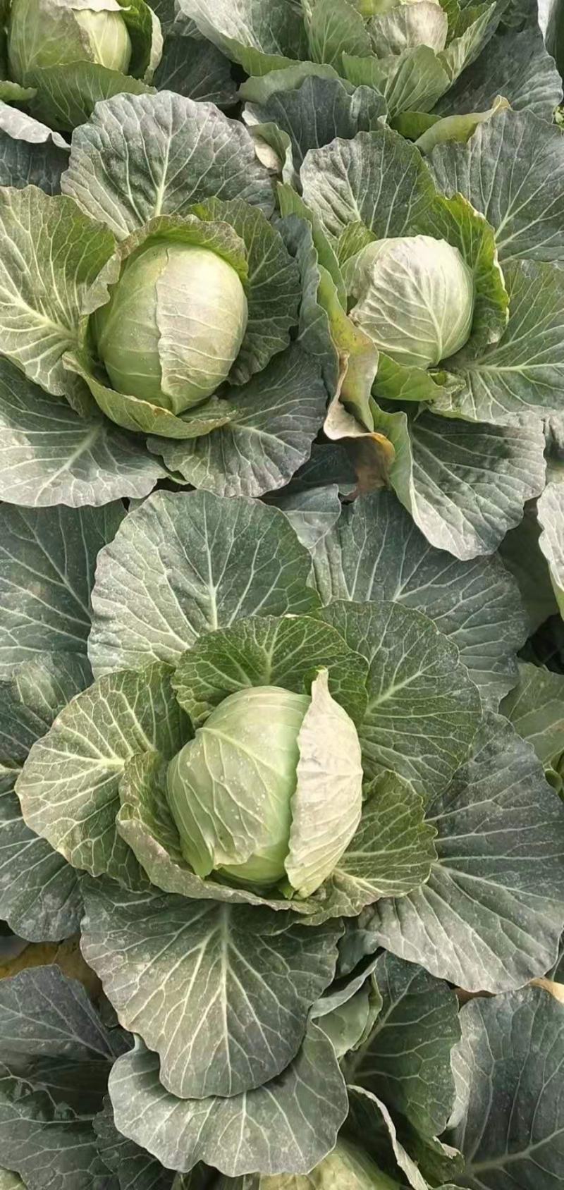 河北精品甘蓝整车发货，圆包菜，上市中全国发货欢迎联系
