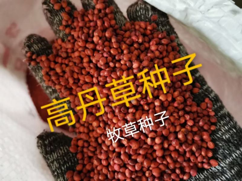 高丹草种子，全国发货，鸡鸭鹅猪牛羊鱼虾虫饲料种子，口感好