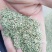 侧柏叶，中药材侧柏叶质量保证，经营各种中药材欢迎咨询合作