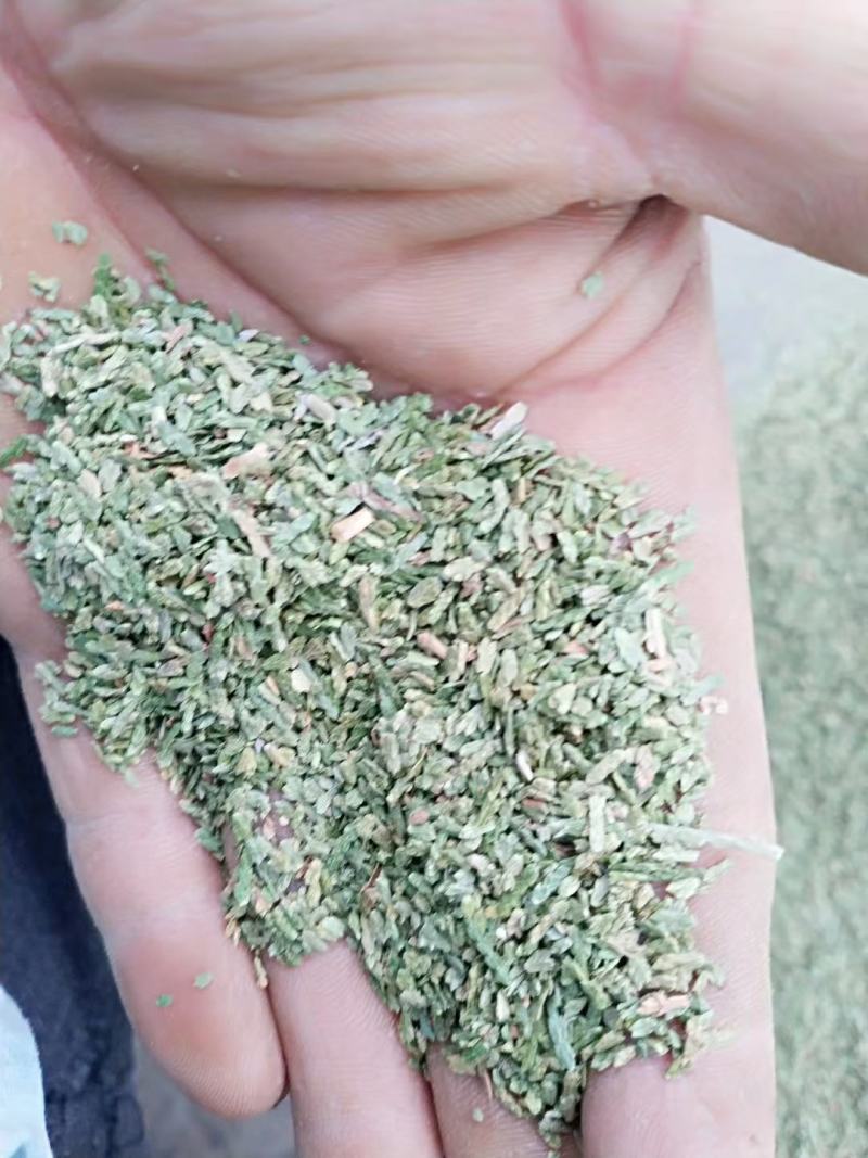 侧柏叶，中药材侧柏叶质量保证，经营各种中药材欢迎咨询合作