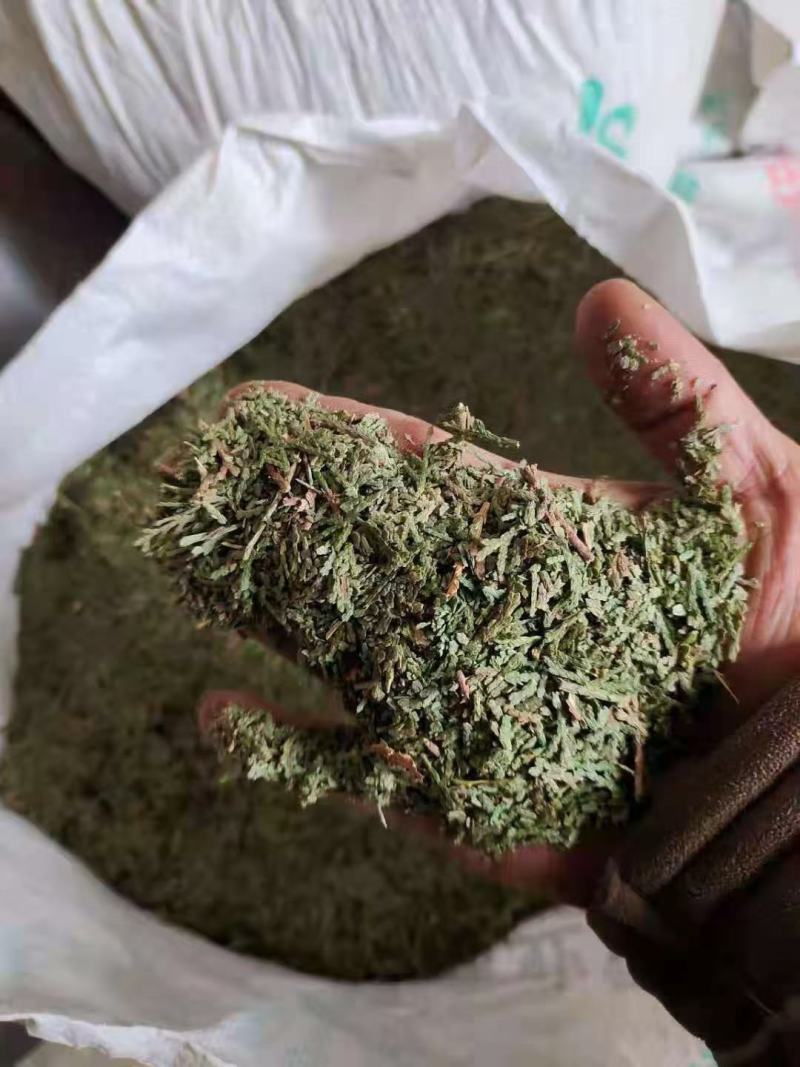 侧柏叶，中药材侧柏叶质量保证，经营各种中药材欢迎咨询合作