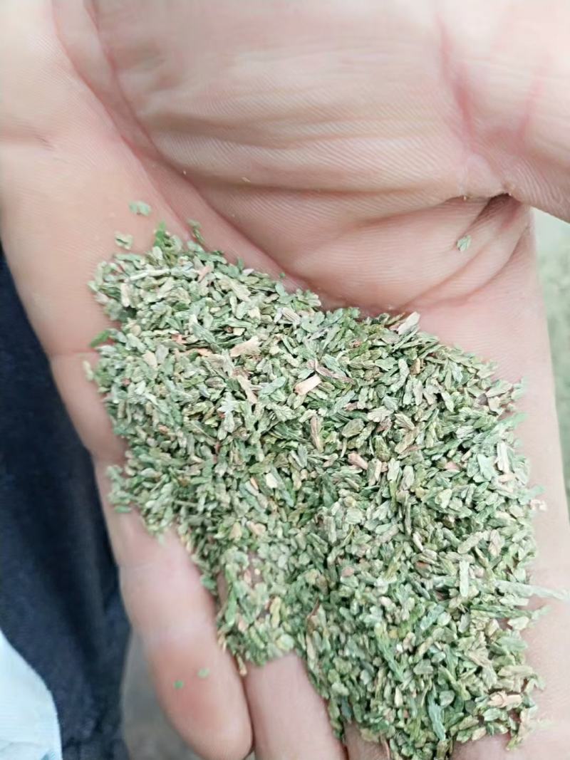 侧柏叶，中药材侧柏叶质量保证，经营各种中药材欢迎咨询合作