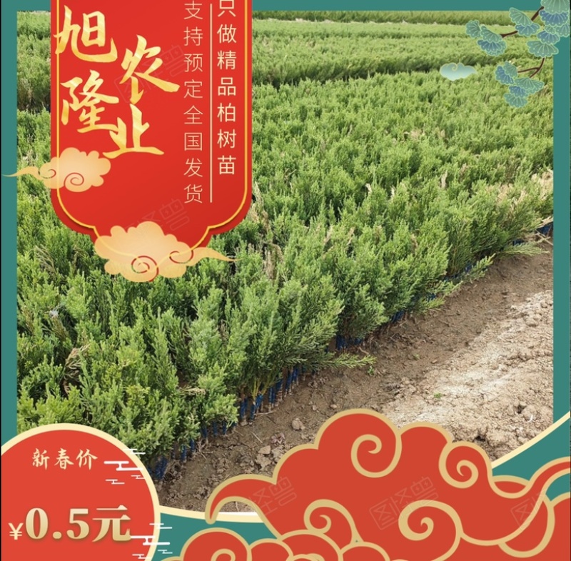 【精品柏树苗】龙柏苗龙柏小床苗高度10-15公分