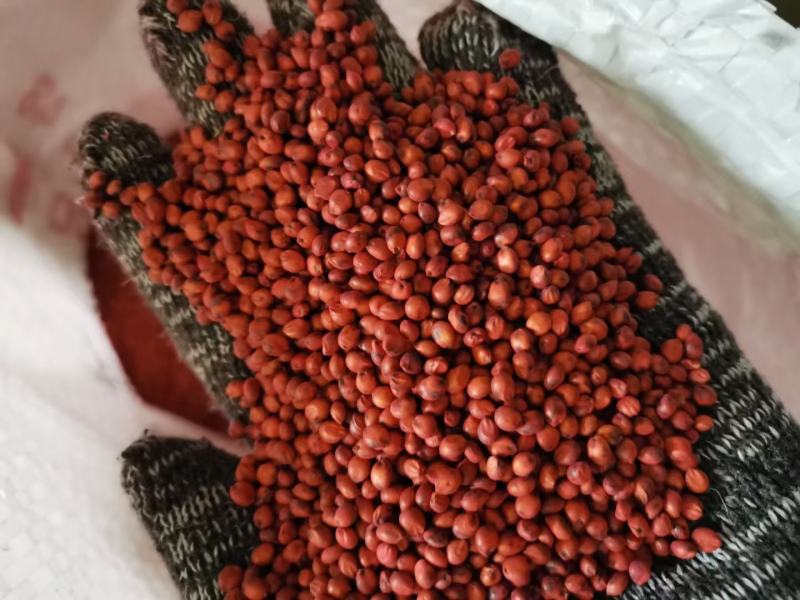 苏丹草种子适合猪牛羊鸡鸭鹅鱼虾虫饲料种子